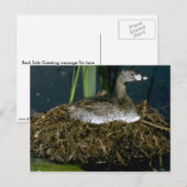 Giftkraut auf Nest Postkarte (Vorne/Hinten)