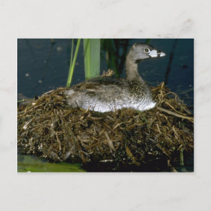 Giftkraut auf Nest Postkarte