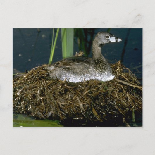 Giftkraut auf Nest Postkarte (Vorderseite)
