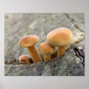 Giftpilze auf einem Baumstamm Poster