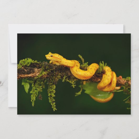 Giftschlange aus Costa Rica (Vorderseite)