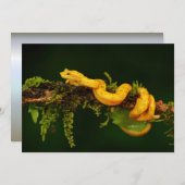 Giftschlange aus Costa Rica (Vorne/Hinten)