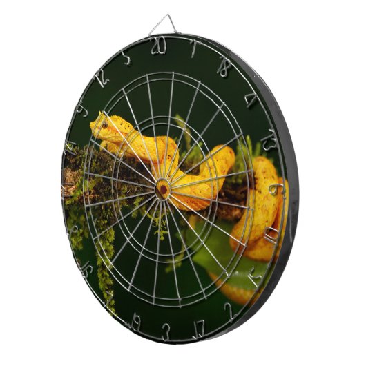 Giftschlange aus Costa Rica Dartscheibe (Vorderseite rechts)