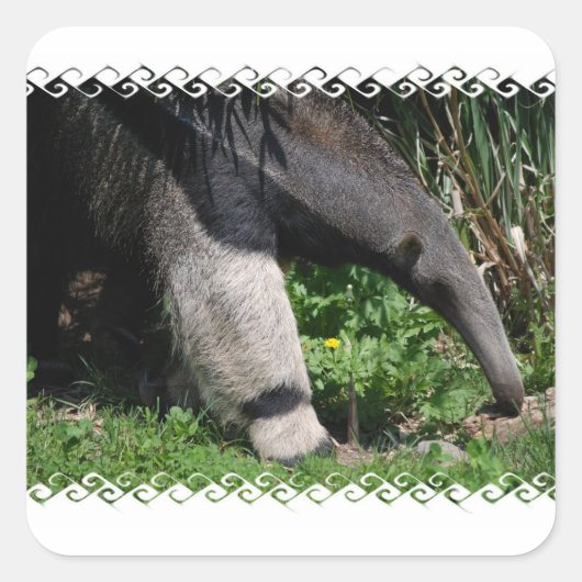 Gigant Anteater Foto Sticker (Vorderseite)