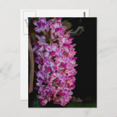 Gigantea-Orchid Postkarte (Vorne/Hinten)