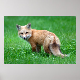 Gigantisches roter Fox-Plakat Poster