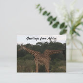 Gigraffen überquert Afrika Postkarte (Stehend Vorderseite)