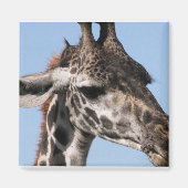 Gigrafmagnet Magnet (Vorne)