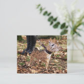 Gihuahua Postkarte (Stehend Vorderseite)