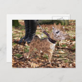 Gihuahua Postkarte (Vorne/Hinten)