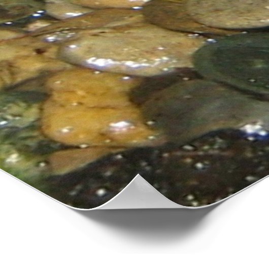 Giison Dart Frogs Poster (Ecke)