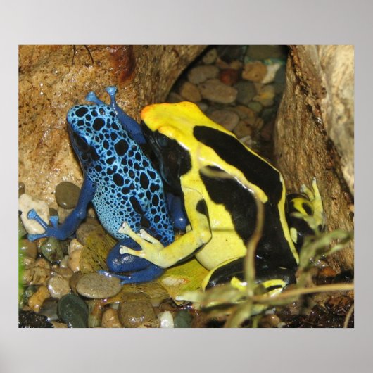 Giison Dart Frogs Poster (Vorne)