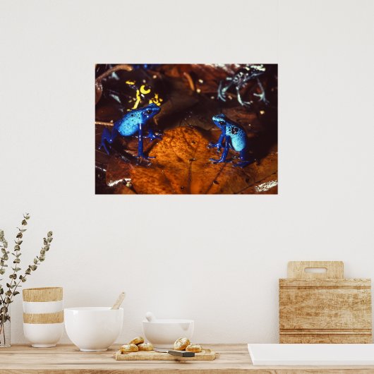 Giison Dart Frogs Poster (Küche)