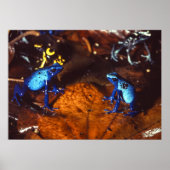 Giison Dart Frogs Poster (Vorne)