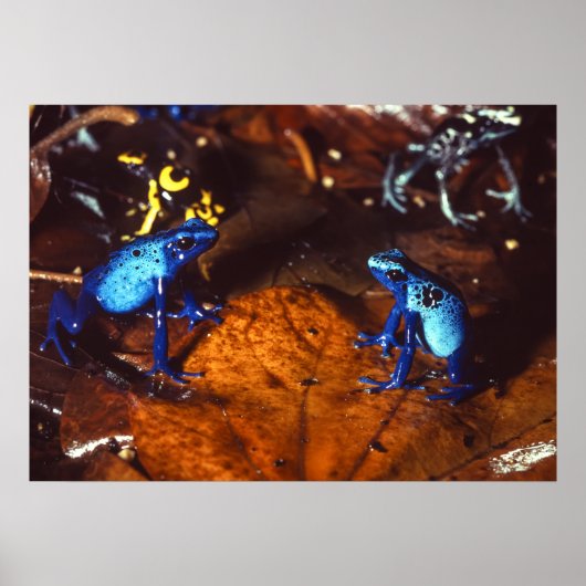 Giison Dart Frogs Poster (Vorne)