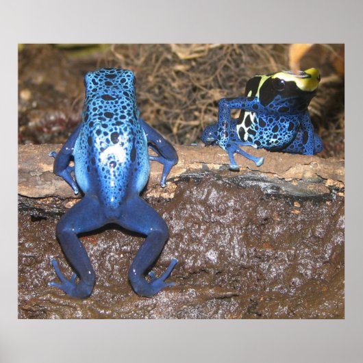 Giison Dart Frogs Poster (Vorne)