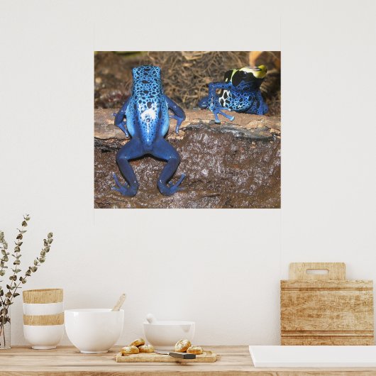 Giison Dart Frogs Poster (Küche)