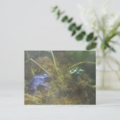 Giison Dart Frogs Postkarte (Stehend Vorderseite)