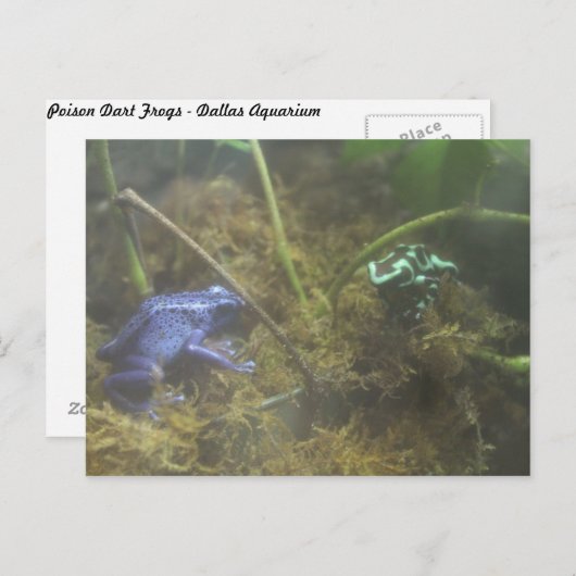 Giison Dart Frogs Postkarte (Vorne/Hinten)