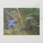 Giison Dart Frogs Postkarte (Vorderseite)