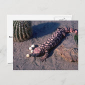 Gila Monster Lizard frisst Wüsteneier Postkarte (Vorne/Hinten)