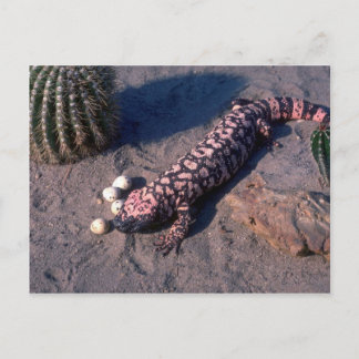 Gila Monster Lizard frisst Wüsteneier Postkarte