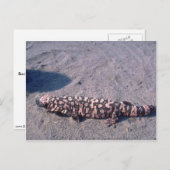 Gila Monster Lizard Postkarte (Vorne/Hinten)
