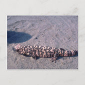 Gila Monster Lizard Postkarte (Vorderseite)