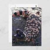 Gila Monster Postkarte (Vorne/Hinten)