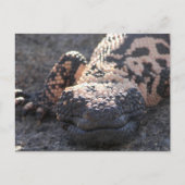 Gila Monster Postkarte (Vorderseite)
