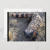 Gila Monster Postkarte (Vorne/Hinten)