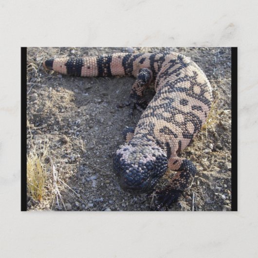 Gila Monster Postkarte (Vorderseite)