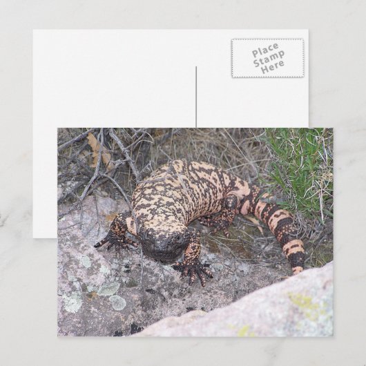 Gila Monster Postkarte (Vorne/Hinten)