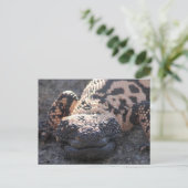 Gila Monster Postkarte (Stehend Vorderseite)