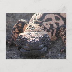 Gila Monster Postkarte