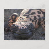 Gila Monster Postkarte (Vorderseite)