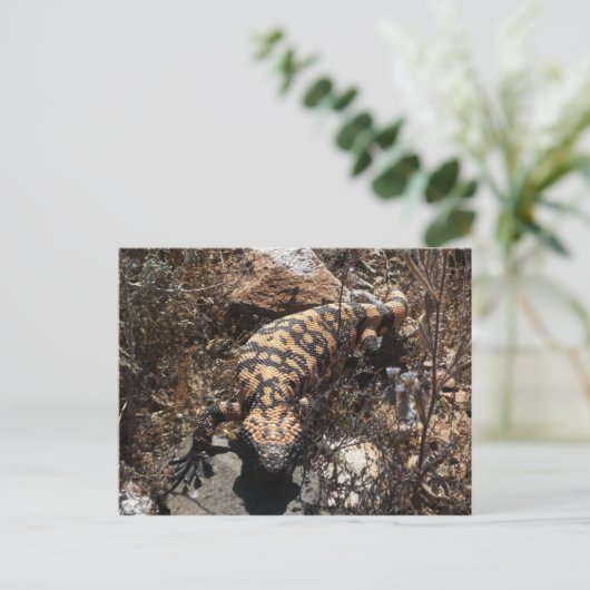 Gila Postcard Postkarte (Stehend Vorderseite)