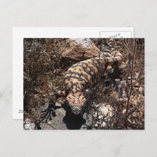 Gila Postcard Postkarte (Vorne/Hinten)