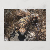 Gila Postcard Postkarte (Vorderseite)