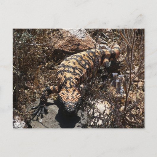 Gila Postcard Postkarte (Vorderseite)