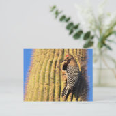 Gila Woodpecker auf Saguaro Cactus in Arizona Postkarte (Stehend Vorderseite)