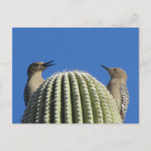 Gila Woodpecker Couple Postcard Postkarte