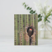 Gila Woodpecker in Saguaro Postkarte (Stehend Vorderseite)