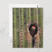 Gila Woodpecker in Saguaro Postkarte (Vorne/Hinten)