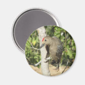 Gila Woodpecker Magnet (Vorderseite/Rückseite)