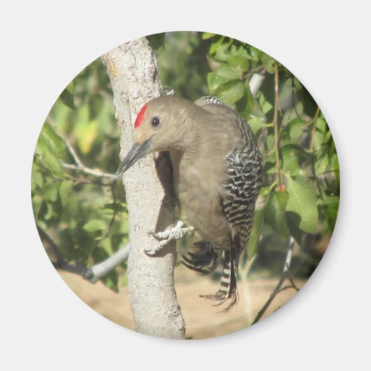 Gila Woodpecker Magnet (Vorne)