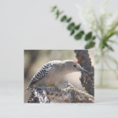 Gila Woodpecker Postcard Postkarte (Stehend Vorderseite)