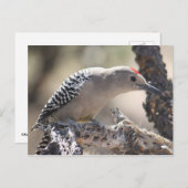 Gila Woodpecker Postcard Postkarte (Vorne/Hinten)