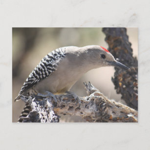 Gila Woodpecker Postcard Postkarte