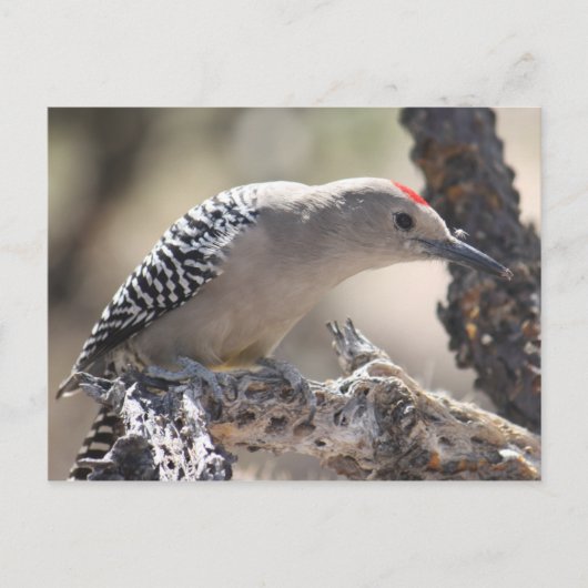 Gila Woodpecker Postcard Postkarte (Vorderseite)